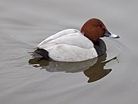 Lista Das Aves De Galicia