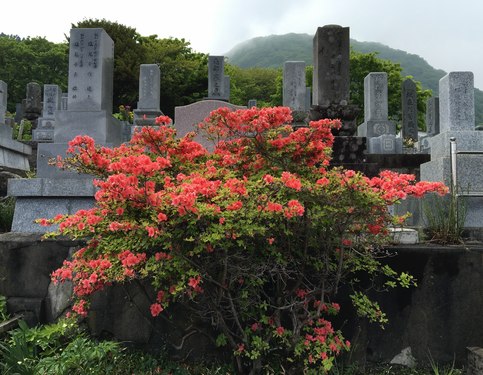 Life after Death: Azaleas blooming in a cemetery at Cape Tachimachi, Hakodate, Hokkaido, Japan