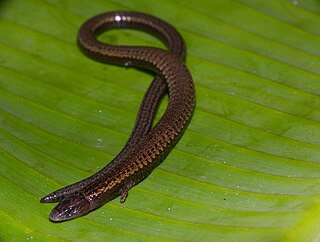 <i>Bachia</i> genus of reptiles