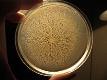 swarming bacteria