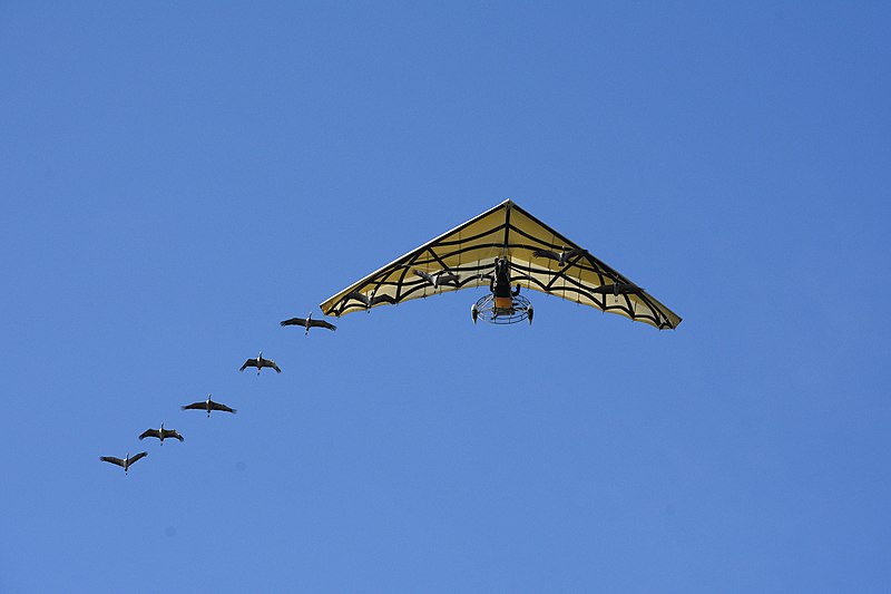 File:Bal des Oiseaux Fantomes 55 - Ultralight and Storks in Flight Forming a V.jpg