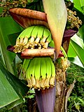 Thumbnail for Banana production in Brazil