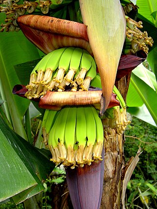 <span class="mw-page-title-main">Banana production in Brazil</span>