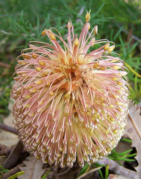 File:Banksia telmatiaea 19 gnangarra cropped.jpg