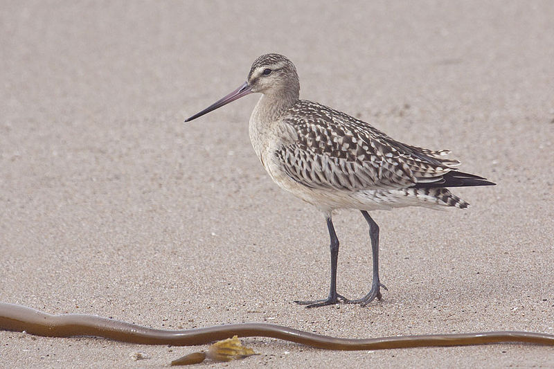 File:Bar-tailed Godwit Limosa lapponica juvenile.jpg