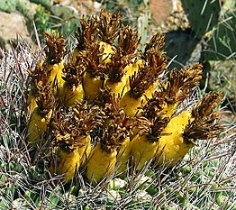 Barrel Cactus Fruit cropped.jpg