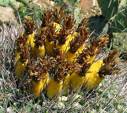 Fruits of some Ferocactus are edible.