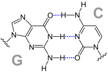 Base Pair GC Hydrogen Bridge V.1.svg