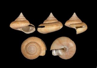 <i>Bayerotrochus poppei</i> species of mollusc