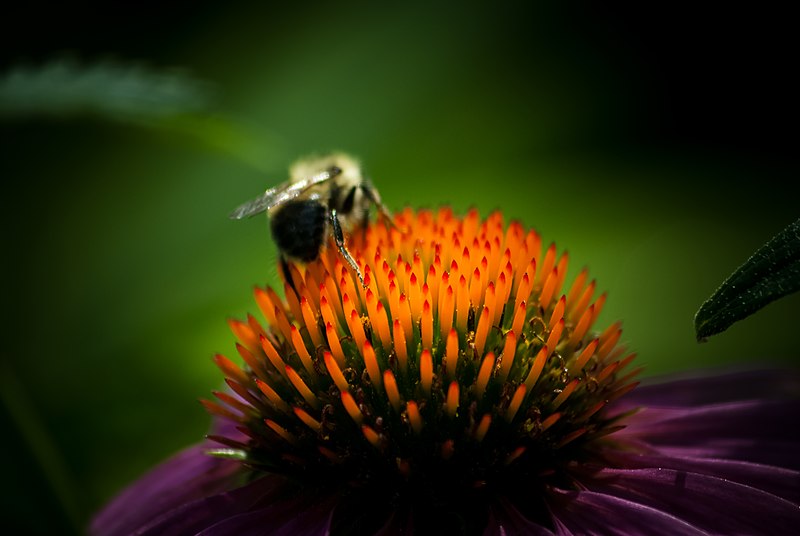 File:Bee and Coneflower Close-up Macro PLT-FL-CF-13.jpg