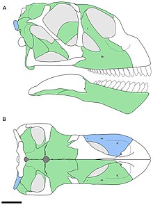 Bellusaurus-fig1-recon.jpg