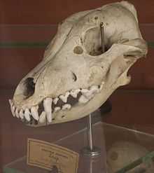 Skull Bengalwolfskull.jpg