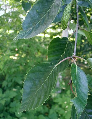 Betula-utilis-leaves.JPG