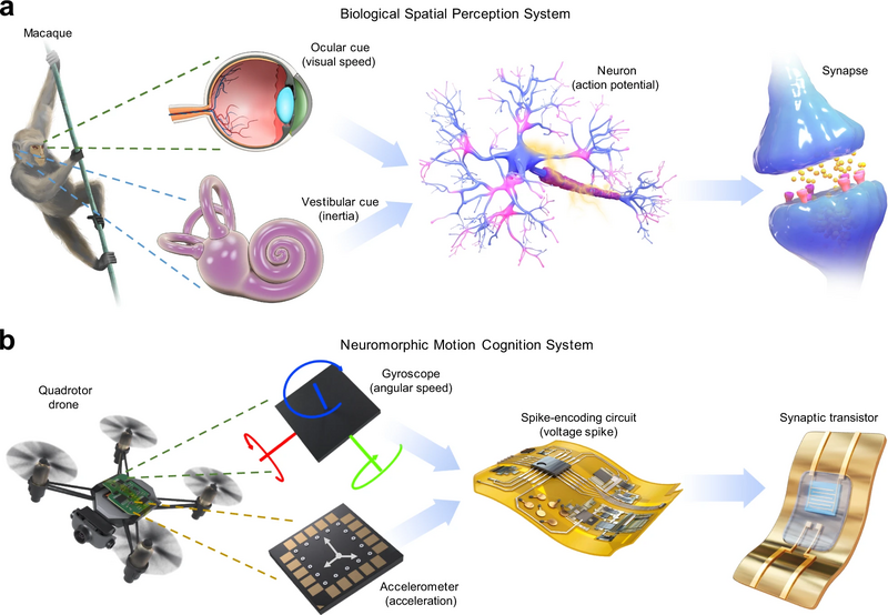 File:Bioinspired neuromorphic motion-cognition nerve in comparison with an ocular-vestibular cross-modal sensory nerve of macaques.webp