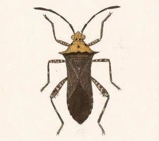 <i>Zicca</i> genus of insects