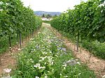 Vorschaubild für Ökologischer Weinbau