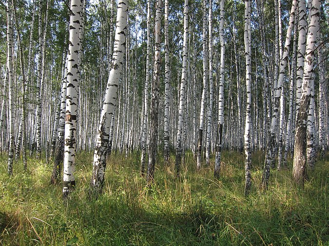 Birch forest in Arzamas, Nizhny Novgorod Oblast Birch forest - panoramio (1).jpg