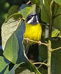 Black-throated Apalis - Mt.Kenya, Kenya (cropped).jpg