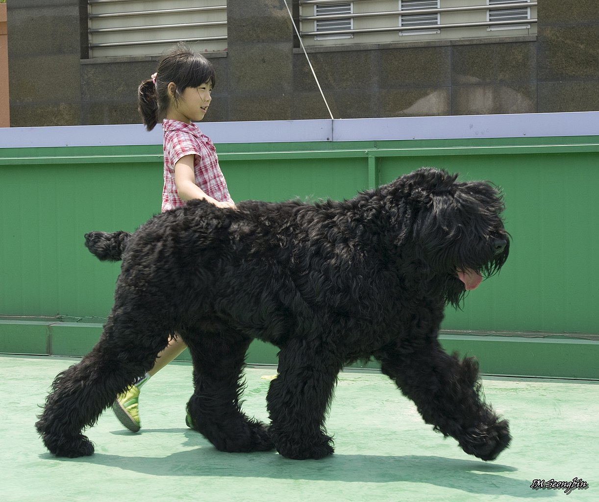 are russian black terriers good dogs