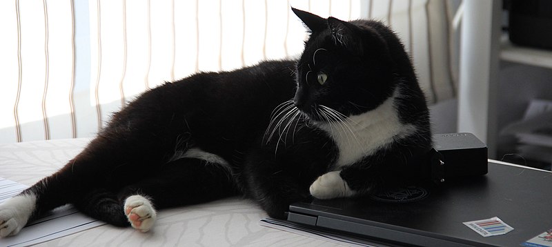 File:Black and white cat leaning on my laptop.jpg