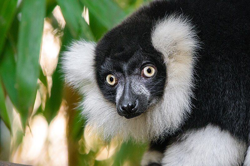 File:Black and white ruffed lemur - 51995153688.jpg