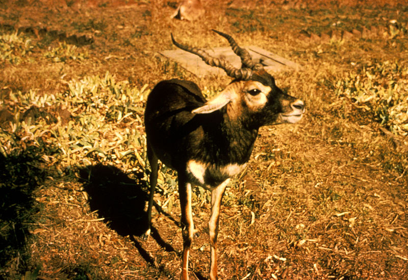 File:Blackbuck Antelope.jpg