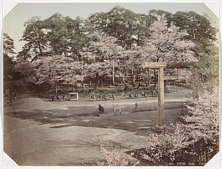 Kirsikankukkia Uenon puistossa, 1890–1894