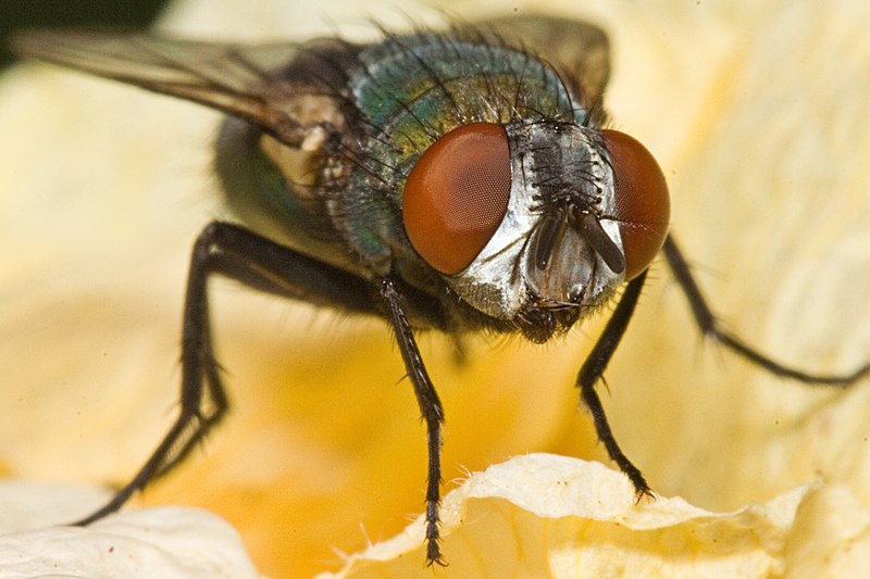 File:Blowfly-head.jpg