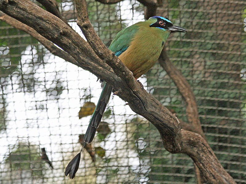 File:Blue-crowned Motmot SMTC.jpg