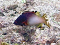 Axilspot hogfish Bodianus axillaris