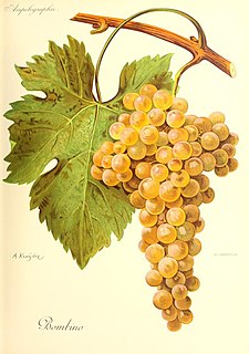 <span class="mw-page-title-main">Bombino bianco</span> Variety of grape