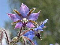 Borage stjerneblomst Rohtopurasruoho 02.jpg