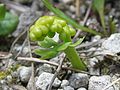 young fern