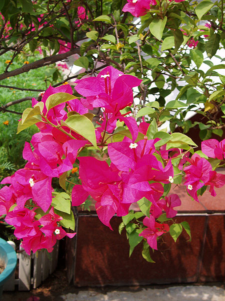 BougainvilleaGlabra.jpg