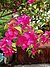 BougainvilleaGlabra.jpg