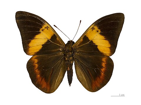 ♂ Dorsal side