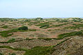 Ve velkých tmavě zelených kobercích pokrývá šicha černá severní svahy dun na ostrově Spiekeroog