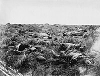 British casualties, Spionkop, 1900.jpg