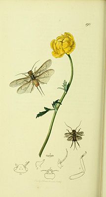 Dinocras cephalotes from: British Entomology by John Curtis, around 1840.