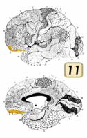 ブロードマンの脳地図における11野。上図が外側面、下図が内側面。
