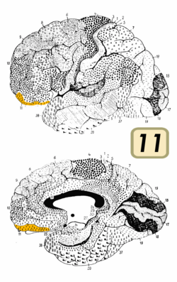 Brodmann Citoarchitettura 11.png