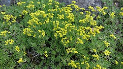 Bruunialehine kevadik Draba bruniifolia