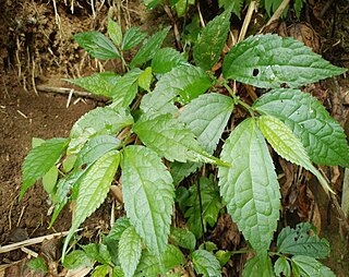 <i>Pilea pumila</i> Species of flowering plant