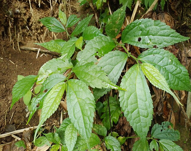 Description de l'image Buche-Pilea-Pumila.jpg.