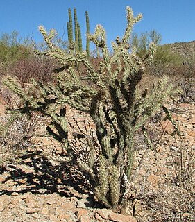 <i>Cylindropuntia acanthocarpa</i> Species of cactus