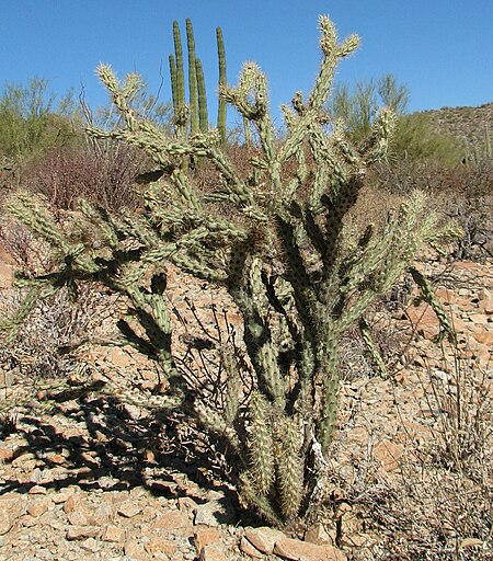 Cylindropuntia acanthocarpa