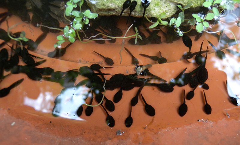 File:Bufo viridis tadpoles.jpg