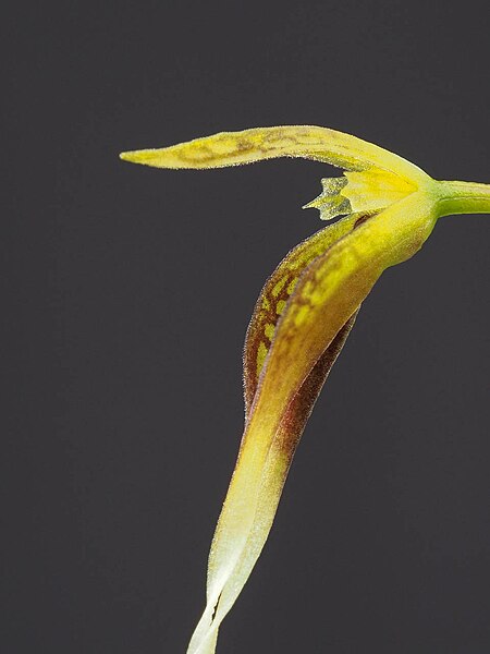 File:Bulbophyllum contortisepalum (36887824862).jpg