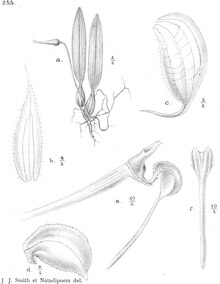 Bulbophyllum falcatocaudatum J.J.Sm. - Nova Guinea 12(4) plate 136 - fig. 255 (1916).tif