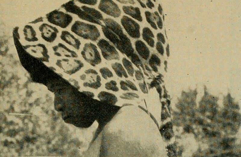 File:Bulletin (1948) (20400457256) (crop, jaguar war headdress of Nambikwara).jpg